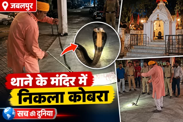 मदन महल थाने के शिव मंदिर की सीढ़ियों पर फन फैलाकर बैठा 5.5 फीट का कोबरा, सर्प विशेषज्ञ ने किया सुरक्षित रेस्क्यू