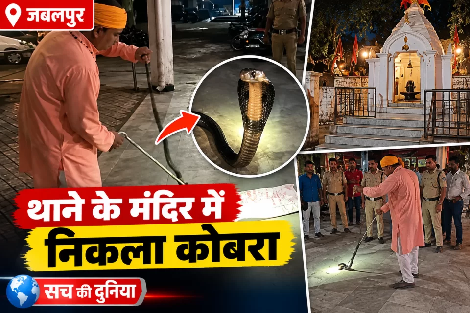मदन महल थाने के शिव मंदिर की सीढ़ियों पर फन फैलाकर बैठा 5.5 फीट का कोबरा, सर्प विशेषज्ञ ने किया सुरक्षित रेस्क्यू