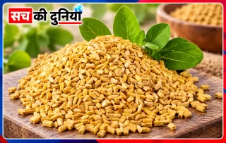 सुबह खाली पेट मेथी का पानी कितना फायदेमंद? ब्लड शुगर पर मिले संकेत, लेकिन ‘डिटॉक्स’, PCOD और थायरॉइड के दावों की जानें सच्चाई