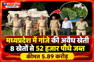 मध्यप्रदेश में गांजे की अवैध खेती का बड़ा खुलासा, नीमच-धार के 8 खेतों से ₹5.89 करोड़ के 52 हजार से ज्यादा पौधे जब्त
