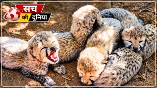 Kuno Cheetah Cubs: कूनो में फिर गूंजी किलकारी, KJP21 ने पांच शावकों को दिया जन्म; भारत में चीतों का कुनबा बढ़कर 60