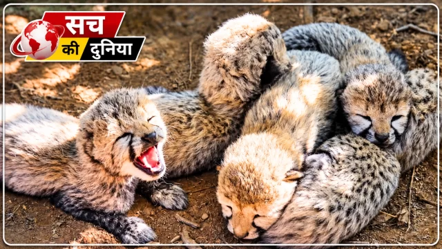 Kuno Cheetah Cubs: कूनो में फिर गूंजी किलकारी, KJP21 ने पांच शावकों को दिया जन्म; भारत में चीतों का कुनबा बढ़कर 60