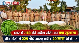 धार में गांजे की अवैध खेती का बड़ा खुलासा, तीन खेतों से 229 पौधे जब्त; करीब 20 लाख की कीमत