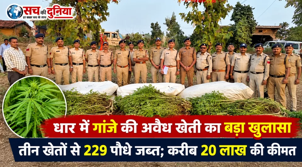 धार में गांजे की अवैध खेती का बड़ा खुलासा, तीन खेतों से 229 पौधे जब्त; करीब 20 लाख की कीमत