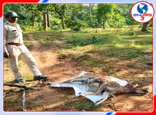 तेंदुए पर गया था चीतल के शिकार का शक, पोस्टमॉर्टम में बदली कहानी; आवारा कुत्तों के हमले की आशंका